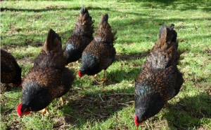 hens grazing 08 2012 02 sm