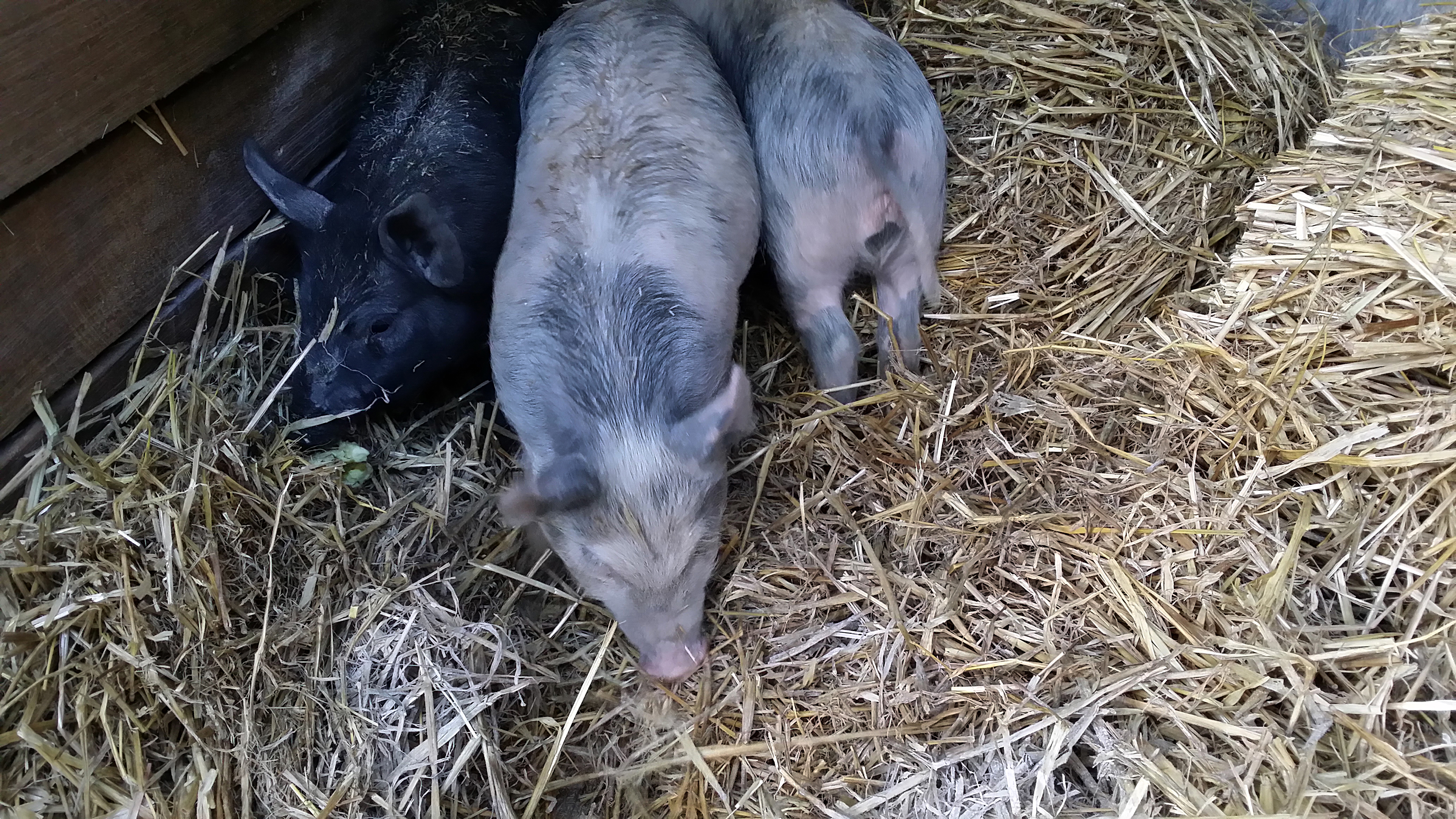 three little pigs 01