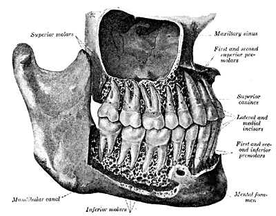 lateral human teeth