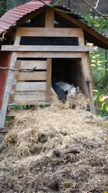 pigs snug in their house sm