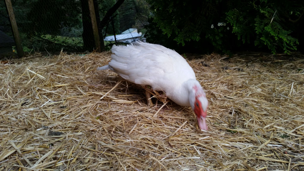 Duck lies on straw 