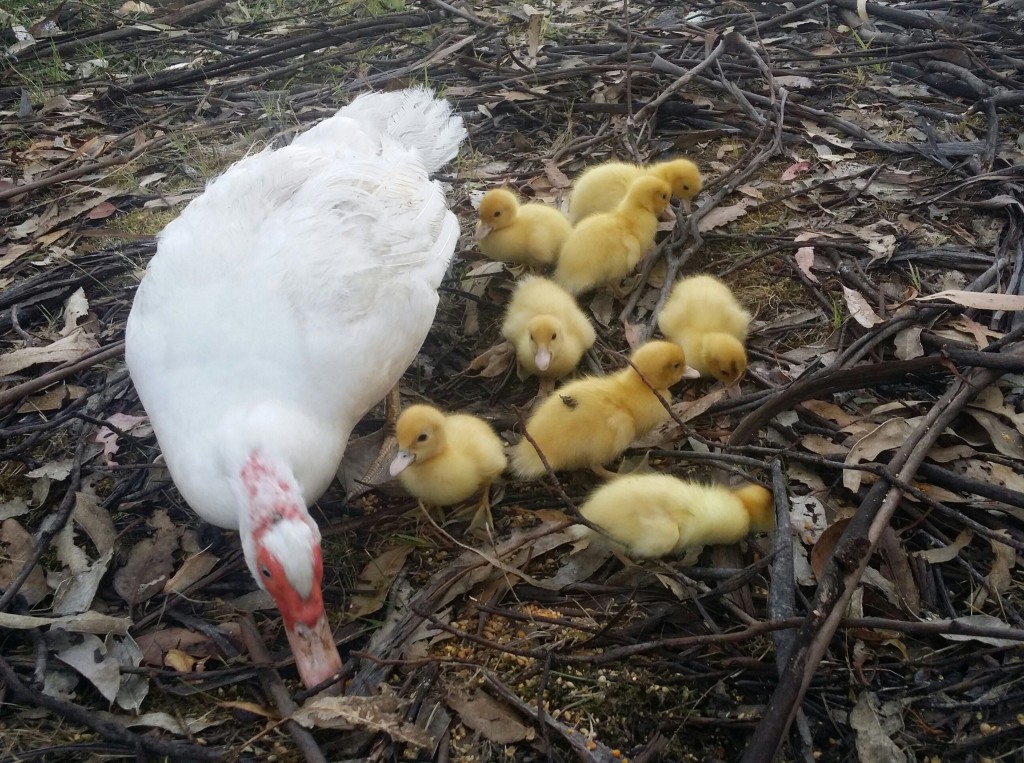 crazy-eyes-with-young-ducklings