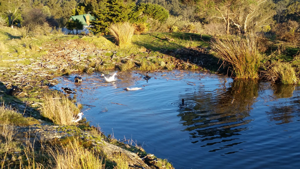 ducks-on-bulrush-dam