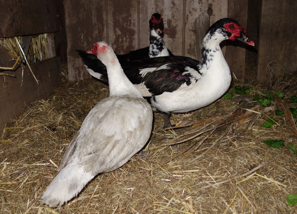 original-three-ducks