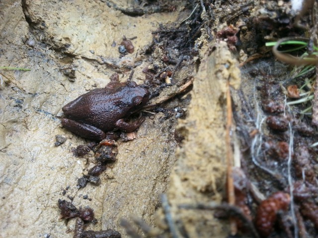 frog on clay